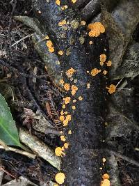 Favolaschia calocera image