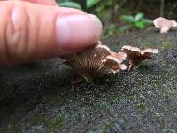 Schizophyllum commune image