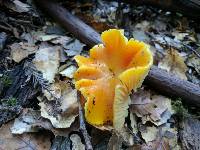 Hygrocybe chlorophana image