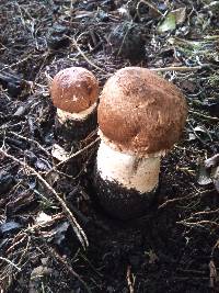 Agaricus augustus image