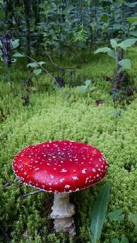 Amanita muscaria image