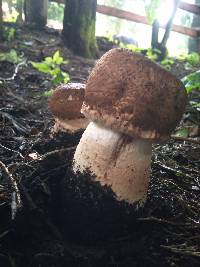 Agaricus augustus image