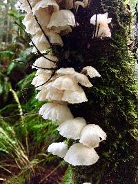 Hemimycena candida image