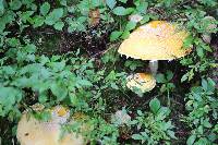 Amanita muscaria var. guessowii image