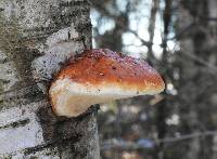 Fomitopsis pinicola image