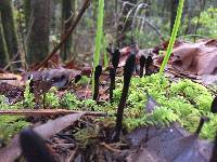 Trichoglossum hirsutum image