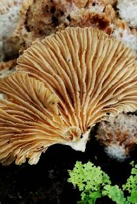 Schizophyllum commune image