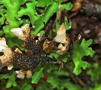 Pseudocyphellaria homoeophylla image