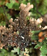 Pseudocyphellaria homoeophylla image