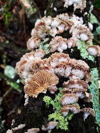 Schizophyllum commune image