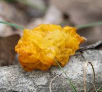 Tremella mesenterica image