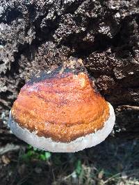 Fomitopsis pinicola image