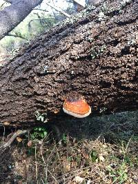 Fomitopsis pinicola image