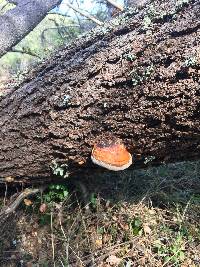 Fomitopsis pinicola image