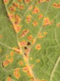 Puccinia malvacearum image