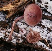 Mycena haematopus image