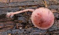 Mycena haematopus image