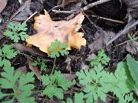 Cantharellus californicus image