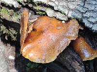 Pholiota aurivella image