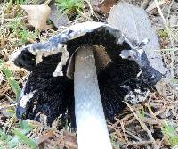 Coprinus comatus image