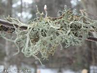 Cladonia rangiferina image