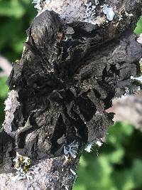 Collema furfuraceum image