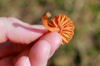 Hygrocybe glutinipes image