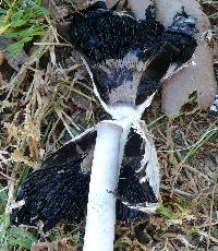 Coprinus comatus image