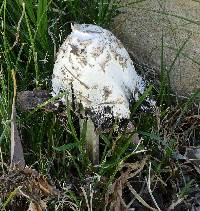 Coprinus comatus image