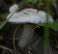 Inocybe geophylla image