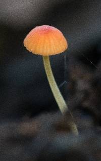 Mycena acicula image