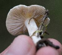 Inocybe geophylla image