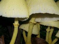 Leucocoprinus birnbaumii image