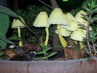 Leucocoprinus birnbaumii image