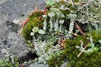 Cladonia chlorophaea image