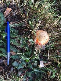 Amanita muscaria image