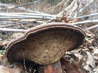 Ganoderma curtisii image