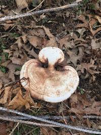 Ganoderma curtisii image