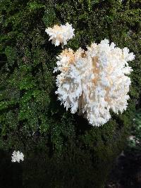 Hericium coralloides image