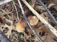 Ganoderma curtisii image