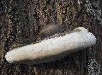 Image of Phellinus populicola