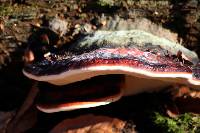 Fomitopsis pinicola image