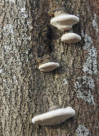 Phellinus populicola image