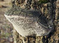 Phellinus tremulae image