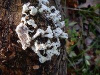 Schizophyllum commune image