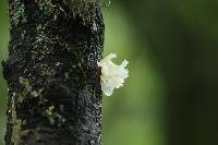 Tremella fuciformis image