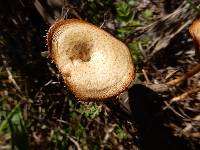 Polyporus arcularius image