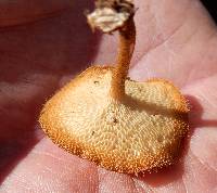 Polyporus arcularius image