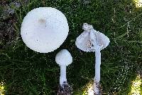 Chlorophyllum molybdites image