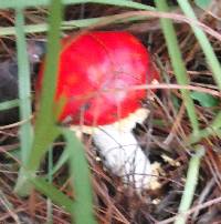 Amanita muscaria subsp. flavivolvata image